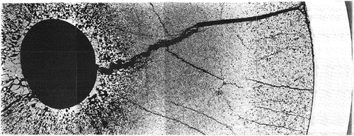 Fig. 7. HBC4 rodlet. Transverse cross section CT2.