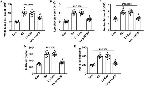 Figure 7. p14ARF inhibited the inflammatory response in BALF. On the 28th day, 10 mice in each group were sacrificed to collect BALF. (A–C) Inflammatory cell count (n = 10). (D and E) ELISA was used to detect the levels of IL-6 and TGF-β in BALF (n = 10).