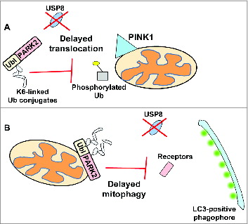 Full Article Usp8 And Park2 Parkin Mediated Mitophagy