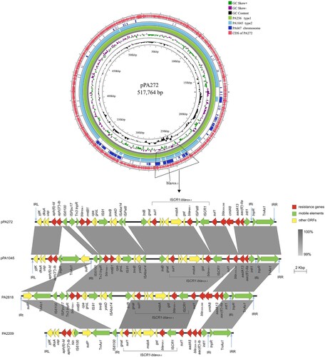 Figure 3. A: Comparative analysis of the PER-1-producing plasmid pPA272 and other plasmids. The rings of PA256 and PA667 were aligned with pPA272 by Illumina assembled sequences. The rings of PA1045 were aligned with Nanopore assembled sequences against pPA272. The outermost circle shows the open reading frames of pPA272. B: Comparison of the genetic contexts of blaPER-1 in pPA272, pPA1045, PA2818 and PA2209. Arrows indicate open reading frames, with arrowheads indicating the direction of transcription as follows: red, antibiotic resistance-encoding genes; green, mobile elements; other genes are shown by yellow arrows. Abbreviation: IR, inverted repeat.