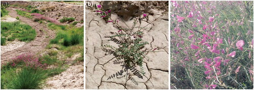 Figure 1. Morphology and habitat map of Corethrodendron multijugum. (a–c) From Yueliang Bay Park in Guide County, Hainan Tibetan Autonomous Prefecture, Qinghai Province, China (101°43′95″ E, 36°04′61″ N). Photograph by Ying Liu.