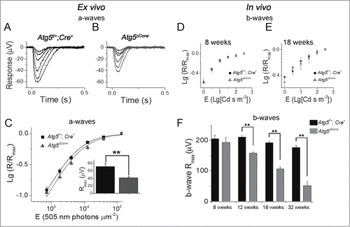 Figure 5. Response to light stimuli in ATG5-deficient cones. (A-C) Ex vivo ERG responses. Cone a-wave responses in 12-wk-old Atg5f/+; Cre+ control (A) and Atg5ΔCone mice (B). (C) Logarithmic normalized a-wave response amplitudes (R/Rmax)) from ex vivo ERG experiments plotted as a function of E for control and Atg5ΔCone mice (mean ± SEM, n = 16 control and 16 Atg5ΔCone retinas, **denotes significantly different from control, p = 0.003). Equation 1 with E1/2 of 5,400 and 6,900 photons μm−2 described the amplitude data of control and Atg5ΔCone mice (least squares fitting), respectively. (D-F) Logarithmic normalized cone b-wave amplitudes from in vivo ERG recordings plotted as a function of flash energy for 8- (D) and 18- (E) wk-old control and Atg5ΔCone mice. (F) The maximal amplitudes at 8, 12, 18, and 32 wk for control (Atg5f/+;Cre+) and Atg5ΔCone mice are shown. ** denotes significantly different from control, p < 0.05 (n = 5).