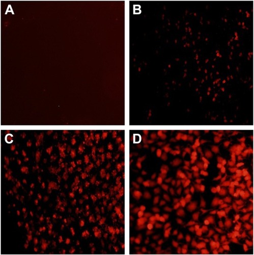 Figure 5 The intracellular DOX release determined by fluorescence microscopy for 0 h (A), 6 h (B), 12 h (C) and 24 h (D). Scale bar 100 µm.Abbreviation: DOX, doxorubicin.