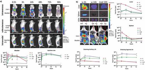 Figure 1. Kinetics of antigen distribution delivered by nanoparticles. Kinetic analysis of Ovalbumin-vivotag750 distribution was performed to compare main antigen drainage sites and timings via different injection routes. Wild-type BALB/c mice were injected with 1 mg of PLGA nanoparticles containing 41.7ug Ovalbumin-vivotag750 via intravenous (iv), subcutaneous (sc) or intranodal (inod) routes. (a) Full-body images were acquired along with one uninjected control mouse. The pseudo-color image of the fluorescence was overlaid on the photograph. Same sized regions of interest (ROI) were selected (red circles) and fluorescence was quantified in each ROI. Ventral images were used to quantify liver and bladder fluorescence. (b) Mice were euthanized at different time points, images of excised organs were acquired separately and fluorescence was quantified in each ROI (same ROI size was applied for Liver and spleen). Each mouse is depicted as a dot with mean values of groups, N = 2–8 per time point per route. (iv) red, (sc) green, (inod) blue