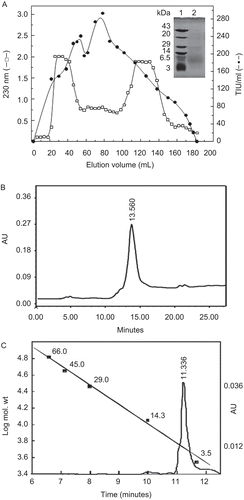 Figure 2.  (A) Purification profile of rTID. The E. coli cell lysate was loaded on a Sephadex G-50 column equilibrated with 25 mM Tris-HCl buffer (pH 8.2) at a flow rate 10 mL/h. (–•–) TIU/mL,(–□–) A 230. Inset: SDS-PAGE (15% T, 2.7% C) of rTID. Lane 1: Molecular weight marker; Lane 2: purified rTID. (B) The pooled trypsin inhibitor fraction of Sephadex G-50 purification step was lyophilised and repurified by RP-HPLC using a binary gradient. (C) The purified rTID was dissolved in 0.1 M Tris-HCl, pH 8.0 and loaded on to a BIOSEP-SEC-S 3000 column pre-equilibrated in the same buffer and eluted at 1 mL/min. Retention time vs log molecular weight standard proteins is also shown.