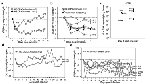 Figure 4. Dynamics of body weight changes following SARS-CoV-2 infection of HIS-DRAGA mice.