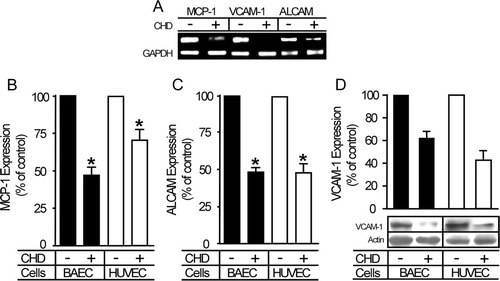 Figure 1.  CHD down-regulates the expression of genes responsible for inflammatory responses. Confluent HUVECs and BAECs were incubated with or without CHD (2 µg/mL) for 4–12 h. (A) BAECs untreated or treated with CHD for 4 h were lysed and mRNAs was extracted and used for RT-PCR. (B–D) Cells untreated or treated with CHD for 12 h were lysed, and protein levels were determined by ELISA (B, MCP-1; C, ALCAM) and Western blotting (D, VCAM-1). In panels B–D, expression levels are represented as bar graphs (mean±SE, n=3, *P<0.01).