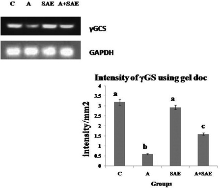 Figure 2. Intensity of γGCS mRNA using gel doc. The relative amount of γGCS mRNA was estimated by semi-quantitative RT-PCR. The PCR products were quantified by densitometry and standardized to their respective GAPDH controls. The mean intensity was measured and expressed as intensity/mm2. Results are expressed as average of quadriplicate experiments ± SD. Different letters indicate values statistically significant at P < 0.05. The level of γGCS mRNA was decreased significantly in alcohol-treated rats compared to control rats and there was an increase in the level in co-administered group compared to alcohol-treated group.