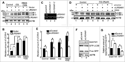 Figure 6. LRSAM1 regulates autophagy. (A) Western blot analysis of endogenous LC3B-II levels in U2OS cells transfected with vector or LRSAM1 for 24 h. CQ (25 μM) was added for the last 4 h and with or without EBSS for the last 2 h. (B) Quantification of LC3B-II levels relative to ACTB in cells treated as in (A). The average value in control vector-transfected cells (lane 1) was normalized as 1. Data are means ± SD of results from 3 experiments (*P < 0.05). (C) U2OS cells were transfected with the indicated siRNAs for 48 h, and then LRSAM1 mRNA was analyzed by RT-PCR. GAPDH was amplified as an internal control. (D) Western blot analysis of endogenous LC3B-II levels in U2OS cells transfected for 48 h with siControl or siLRSAM and treated with CQ (25 μM) for the last 4 h and/or EBSS for the last 2 h. (E) Quantification of amounts of LC3B-II relative to ACTB in cells treated as in (D). The average value in siControl-transfected cells (lane 1) was normalized as 1. Data are means ± SD of results from 3 experiments (*P < 0.05). (F) HeLa cells stably expressing GFP-LC3B were cotransfected for 48 h with siControl, siLRSAM1-1 or siLRSAM1-2. Levels of SQSTM1 and free GFP were analyzed by western blot. (G) Quantification of amounts of SQSTM1 protein or free GFP relative to ACTB in cells treated as in (F). The average value in siControl-transfected cells was normalized as 1 (lane 1). Data are means ± SD of results from 3 experiments (*P < 0.05).