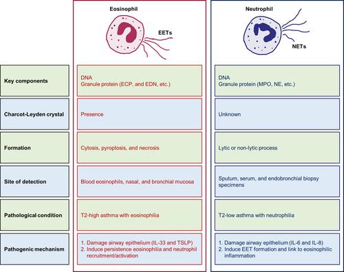 Figure 1 Comparison of characteristics between EETs and NETs in the progression of severe asthma.