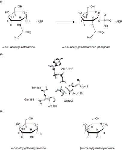 Figure 1.  (a) The reaction catalyzed by N-acetylgalactosamine kinase. (b) The active site of GALK2. Only the substrates and key residues are shown. The loop comprising Thr-184 to Gly-186 accommodates the N-acetyl group of N-acetylgalactosamine (GalNAc). In galactokinase, the threonine and glycine residues in this loop are substituted for bulkier methionine and cysteine side chains respectively. Asp-190 is located with the carboxyl group in between the C1-OH of the sugar and the γ-phosphate of the nucleotide. This residue is likely to be important in the catalytic mechanism of the enzyme and its ionization state is probably influenced by Arg-43. The figure was drawn using PyMol (www.pymol.org) and the PDB file 2A2DCitation8. (c) Structures of N-acetylgalactosamine kinase inhibitors used in this study.