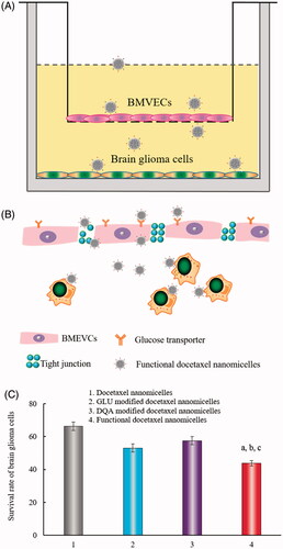 Figure 2. Transport ability of functional docetaxel nanomicelles across the BBB model. (A) Schematic representation of the BBB model. (B) Functional docetaxel nanomicelles transporting across the BBB. (C) Transport ability indicated by the survival rate of brain glioma U87MG cells after drug transport across the BBB. p < .05, a, vs. 1; b, vs. 2; c, vs. 3. Data presented as mean ± standard deviation (n = 3). BBB is the abbreviation of the blood–brain barrier; BMVECs is the abbreviation of the brain microvascular endothelial cells; DQA is dequalinium.