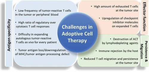 Figure 1. Challenges in Adoptive Cell Therapy. Illustrative figure describing the major limitations of the adoptive T cell transfer in different categories including antigen-specificity, effector T cell function and T cell persistence and migration. (ACT) adoptive cell transfer.