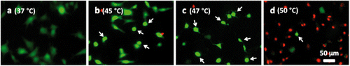 Figure 6 Representative microscopic fluorescent images of subconfluent cells on ePTFE immediately after various thermal exposures. Cells were cultured on collagen-coated ePTFE at 37°C for a day, and then exposed to (A) 37, (B) 45, (C) 47 and (D) 50°C for 30 min. Next, they were immediately stained with calcein AM (which labels the cytosol of viable cells, appearing green) and ethidium homodimer-1 (which labels the nuclei of dead cells, appearing red) and then imaged. Arrows in B–D point to cells that were viable (green) but exhibited a condensed cytoplasm, an early indication of apoptosis, though these cells were negative of ethidium homodimer-1. Most cells at 50°C were necrotic.
