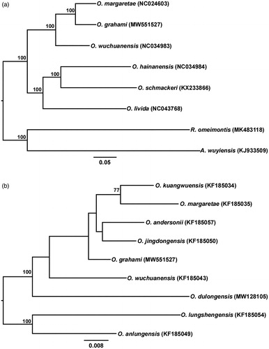 Figure 1. (a) Phylogenetic relationships of six Odorrana species based on available mitochondrial genomes using ML analysis. The values above branches represent bootstrap support values. The scale bar represents 0.05 nucleotide substitutions per site. Rana omeimontis (MK483118) and Amolops wuyiensis (KJ933509) were used as outgroups. (b) Phylogenetic relationships with an expended taxa sampling among closely related species of O. grahami inferred from 16S rRNA gene tree using ML analysis. The values above branches represent bootstrap support values. The scale bar represents 0.008 nucleotide substitutions per site. Oodorrana lungshengensis (KF185054) and O. anlungensis (KF185049) were used as outgroups.