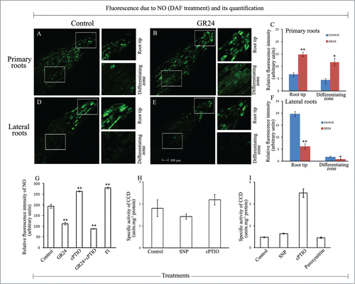 Figure 4. Spatial distribution of NO in the primary roots (A–C) and lateral roots (D–F) in sunflower seedlings raised in control conditions or in presence of syntheic strigolactone - GR24. (G) Whole root NO content. (H) CCD activity in the roots of 2 d old seedlings raised in presence of SNP (100 µM) or cPTIO (500 µM). (I) Modulation of CCD activity in root homogenates (20,800 g) from 2 d old control seedlings subjected to SNP / cPTIO / peroxynitrite (250 µM each) treatments. Data indicate mean ± SE of at least 3 replicates, showing changes to be significant at different levels (*P < .05, **P < .01, ***P < .001) from the control, analyzed by one-way ANOVA.