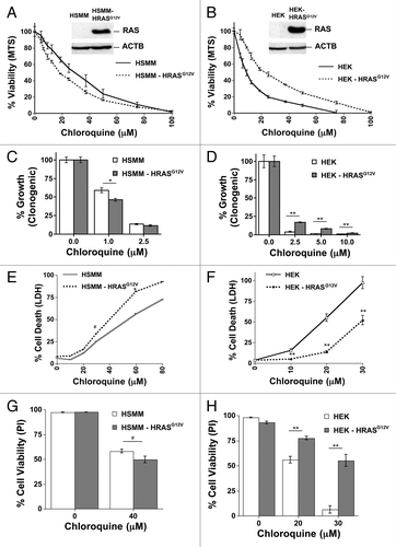 Figure 4. RAS has opposite effects on CQ sensitivity in genetically defined immortalized human skeletal muscle myoblasts (HSMM) and human embryonic kidney cells (HEK). (A–H) Immortalized HSMM (A, C, E, and G) or HEK cells (B, D, F, and H) with or without stable expression of HRASG12V were treated with CQ for 48 h and assayed by (A and B) MTS viability assay, (C and D) clonogenic growth assay as measured by crystal violet staining several days after removing the CQ and adding growth media, (E and F) LDH release cytotoxicity assay, or (G and H) propidium iodide exclusion as counted under a fluorescence microscope. **P < 0.01, *P < 0.05, #P < 0.08