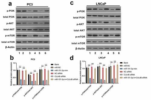 Figure 9. Western blotting methods were used to detect protein expression related to PI3K/AKT/mTOR signal in LNCaP as well as PC3 cells from different groups. Noting: 1. the blank groups, 2. the miR-negative control groups, 3. the miR-101-3p simulation groups, 4. the negative control SiRNA groups 5. the siRNA of CUL4B groups 6. siRNA of CUL4B plus the inhibitors of miR-101-3p groups ***P < 0.001