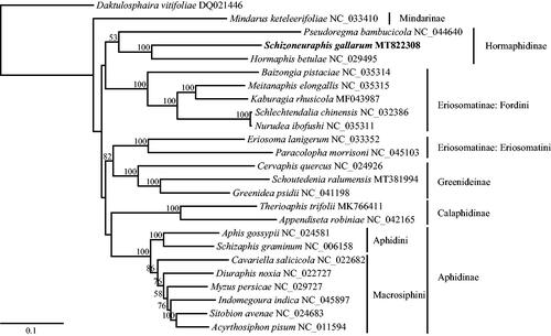 Figure 1. The maximum-likelihood phylogenetic tree constructed based on the whole mitogenomes of Schizoneuraphis gallarum and 24 other aphid species. Bootstrap values (>50%) are displayed above the branches.