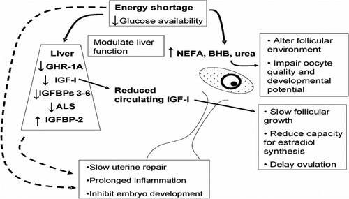 Figure 1. Summary diagram showing how negative energy balance may influence fertility through effects on the liver, ovary and uterus and adapted from Wathes et al.(Citation2007).