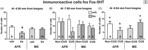 Figure 4. Effects of maternal separation (MS), chronic unpredictable stress (CUS) and tianeptine (tia) on Fos-5HT immunoreactivity within the DR at three rostrocaudal levels. Values are mean ± SEM of standard animal facility rearing (AFR) and maternally separated rats submitted to chronic stress or unstressed (Non-CUS) under tianeptine or vehicle (veh) treatment. The number of rats for each treatment is included inside each bar. (A) Immunoreactive cells for Fos-5HT at −6.96 mm from bregma. ANOVA revealed a significant maternal separation X drug interaction, #p < .05 versus the other groups, LSD post hoc test. (B) Immunoreactive cells for Fos-5HT at −7.68 mm from bregma. No significant effect or interaction was found. (C) Immunoreactive cells for Fos-5HT at −8.04 mm from bregma. Repeated measures revealed a significant maternal separation X chronic stress interaction. Different letters indicate significant differences between groups (p < .05), LSD post hoc test.