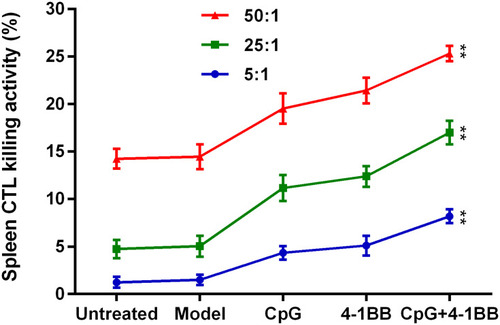 Figure 5 CTL killing activity was enhanced after treatment with CpG-ODN and the anti-4-1BB antibody. After CpG-ODN or anti-4-1BB antibody administration alone, the killing activity of CTLs harvested from the mouse spleen were enhanced. The increase in CTL killing activity was more pronounced after the addition of the anti-4-1BB antibody. In addition, killing activity increased as the proportion of target cells increased. **Data results were analysed by ANOVA; P< 0.001, n = 10 mice.