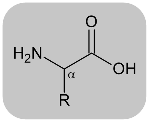 Figure 1. The chemical structure of an amino acid. Backbones are the same for all amino acids, while side-chains (R) are different for each amino acid.