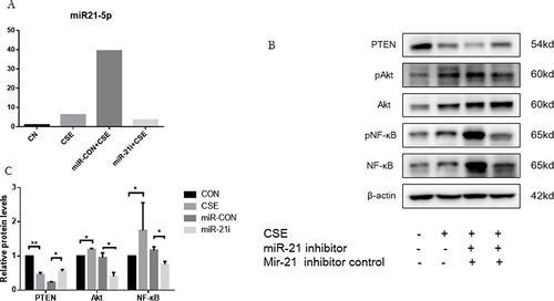 Figure 6 MiR-21 activating Akt/NF-κB pathway via inhibition of PTEN in HBE cells. (A) Treatment of HBE cells involved miR-21 inhibitor and a control inhibitor over a 48-hour period, followed by CSE exposure for another 48 hours. (B) MiR-21 expression quantified using qRT-PCR. Analysis of PTEN, p-Akt, and p-NF-κB protein levels via Western blot. (C) ImageJ utilized for measuring band densities. Labels: MiR-21i (miR-21 inhibitor), Con-inhibitor (control for miR-21 inhibitor). Statistical data: averages ± standard deviation, n = 3, significance denoted as *P < 0.05, **P < 0.01, determined through one-way ANOVA.