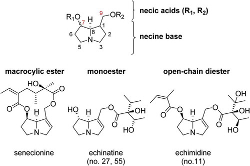 Figure 1. Common chemical structure of PA (comprising necine base and necic acid) and PA structures of different ester types.