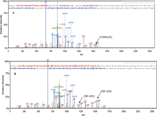 Figure 6. Mass spectrum of the βE6 V tryptic peptide (amino acids 84–105 (GTFATLSELHCDKLHVDPENFR)-Panel A shows the unoxidized peptide that was alkylated prior to proteolysis with trypsin. This resulted in the addition of a carbamidomethyl group to C93. The corresponding ion is indicated by the arrow. Panel B shows spectra of the same peptide following oxidation of C93 to C(O3) by H2O2 prior to alkylation and proteolysis. The C93(O3) ions from the peptide ladder are indicated by the two arrows.