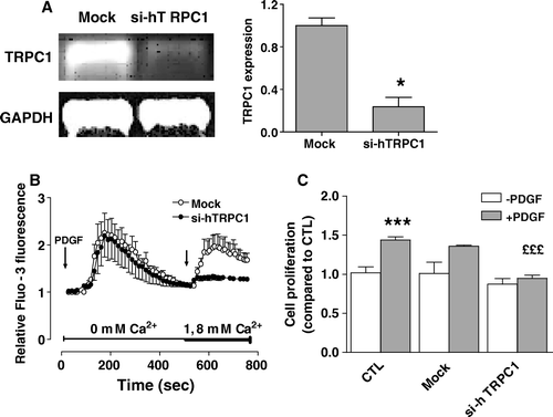 Figure 7.  Effect of reducing TRPC1 expression on the capacitative calcium entry and cell proliferation induced by PDGF. MG-63 cells were transfected with specific siRNAs against human TRPC1 (si-hTRPC1) or with nontargeting control siRNA (Mock). (A) The expression of human TRPC1 was determined after 48 h by RT-PCR and normalized according to the expression of GAPDH for three experiments. Student's t-test: *p < 0.05 compared to Mock condition. (B) Fluo3-loaded MG-63 cells transfected for 48 h with si-hTRPC1 or nontargeting control siRNA (Mock) were treated with 25 ng/ml PDGF in Ca2+-free HEPES-buffered saline solution. After PDGF-mediated intracellular Ca2+ release, Ca2+ was added (right arrow, final concentration of 1.8 mM) to the buffer alone. Each response is expressed as the mean ± SEM of the relative fluorescence intensity from at least three experiments with cumulating analysis of between 30 and 40 cells per field. Statistical analyses were performed by ANOVA with Dunnett's post-test p < 0.001. (C) The cell proliferation was determined by MTT assays on 48-h transfected cells with si-hTRPC1, non-trageting control (Mock) or in culture medium (CTL) following subsequent treatments of 48 h without or with 25 ng/ml PDGF. Data are the mean ± SEM of the cell proliferation compared to CTL without PDGF from 3–6 independent experiments. Student's t-test: ***p < 0.001 compared to CTL without PDGF, £££p < 0.001 compared to Mock with PDGF.