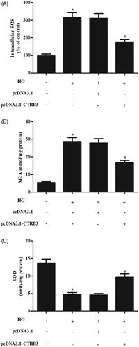 Figure 4. Effect CTRP3 overexpression on HG-induced oxidative stress in ARPE-19 cells. ARPE-19 cells were transfected with pcDNA3.1-CTRP3 or control plasmid pcDNA3.1 for 24 h and then subjected to HG condition (25 mmol/l d-glucose) for 24 h. ROS generation (A), MDA production (B) and SOD activity (C) were measured to assess oxidative stress in ARPE-19 cells. *p < .05 vs. control, #p<.05 vs. HG + pcDNA3.1 group.