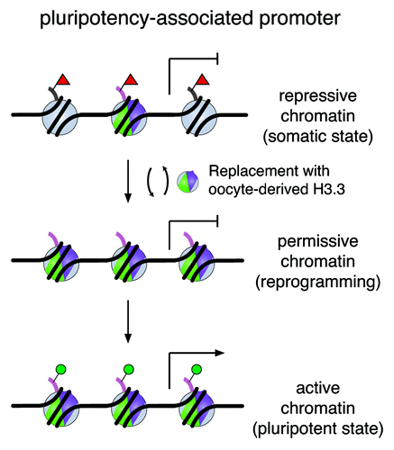 Figure 4. A working model of H3.3 replacement in remodeling the chromatin for gene reactivation. A silenced pluripotency gene is marked with repressive modifications on histone H3 (e.g., H3K27me3, red triangles) on regulatory regions in somatic cells. De novo synthesized H3.3 protein (shown in green and purple) replaces histone H3 carrying modifications associated with repression during the reprogramming process. Consequently, this replacement alters nucleosomal structure and enriches H3.3 in these loci. Through H3.3 replacement, we speculate that the repressive chromatin is remodeled and transformed to a permissive state, which may be accessible to other regulatory factors for gene reactivation to establish a chromatin landscape poised for activation (e.g., H3K4me1, H3K4me3, H3K27ac, green circles) in the pluripotent state.