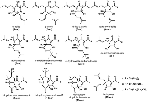 Fig. 1. Chemical structures of compounds 1–12. α-Acids, cohumulone (1a), n-humulone (1b), and adhumulone (1c); β-acids, colupulone (2a), n-lupulone (2b), and adlupulone (2c); cis-iso-α-acids, cis-isocohumulone (3a), cis-iso-n-humulone (3b), and cis-isoadhumulone (3c); trans-iso-α-acids, trans-isocohumulone (4a), trans-iso-n-humulone (4b), and trans-isoadhumulone (4c); humulinones, cohumulinone (5a), n-humulinone (5b), and adhumulinone (5c); 4′-hydroxyallohumulinones, 4′-hydroxyallocohumulinone (6a), 4′-hydroxyallo-n-humulinone (6b), and 4′-hydroxyalloadhumulinone (6c); 4′-hydroxyallo-cis-humulinones, 4′-hydroxyallo-cis-cohumulinone (7a), 4′-hydroxyallo-cis-n-humulinone (7b), and 4′-hydroxyallo-cis-adhumulinone (7c); cis-oxyhumulinic acids, cis-oxycohumulinic acid (8a), cis-oxy-n-humulinic acid (8b), and cis-oxyadhumulinic acid (8c); tricyclooxyisohumulones A, tricyclooxyisocohumulone A (9a), tricyclooxyiso-n-humulone A (9b), and tricyclooxyisoadhumulone A (9c); tricyclooxyisohumulones B, tricyclooxyisocohumulone B (10a), tricyclooxyiso-n-humulone B (10b), and tricyclooxyisoadhumulone B (10c); deisopropyltricycloisohumulones, deisopropyltricycloisocohumulone (11a), deisopropyltricycloiso-n-humulone (11b), and deisopropyltricycloisoadhumulone (11c); and hulupones, cohulupone (12a), n-hulupone (12b), and adhulupone (12c).