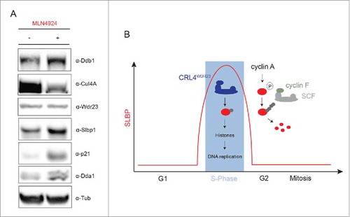 Figure 3. SLBP is targeted by the SCFcyclin Fcomplex for proteasomal degradation in G2. (A) Western blot analysis of asynchronous HeLa Kyoto cells treated with inhibitor MLN4924, which interferes with the conjugation of Nedd8 to the cullin protein. As expected, MLN4924 treatment leads to a loss of CRL activity, which is reflected in the accumulation of the CRL4 core components Ddb1 and Dda1 as well as the shared CRL4/SCF substrate p21. While downregulation of WDR23 in cells does not affect SLBP protein levels, MLN4924 treatment leads to SLBP stabilization, implying that another CRL targets SLBP for proteasomal degradation. (B) Model depicting the sequential regulation of SLBP by CRL4WDR23 and SCFcyclin F through the cell cycle.