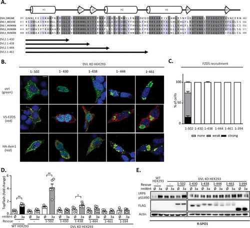 FIG 5 (A) Schematic representation of the DVL1 DEP domain truncation mutants used for the rescue experiments. (B) DVL KO HEK293 cells were transfected with the indicated DVL1 mutants and V5-FZD5 or HA-axin1 and stained by immunocytochemistry. (Top) DVL1 only; (middle) DVL1 (green) and FZD5 (red); (bottom) DVL1 (green) and axin1 (red). Bar, 7.5 μm. (C) Quantification of DVL1 localization after FZD5 cotransfection. The evaluation criteria used were the same as those described in the legend to Fig. 4B. None of the truncation mutants was recruited to the membrane by FZD5. (D) TopFlash reporter assay analysis of DVL1 mutants with the DEP domain truncation (n = 4). Only the DVL1(1–438) mutant showed a weak ability to rescue TCF/LEF-dependent transcription. (E) WB analysis of expression levels of individual mutants and their ability to rescue phosphorylation of S1490-LRP6 (n = 3). None of the mutants could rescue S1490-LRP6 phosphorylation. Analysis for statistically significant differences was performed by paired Student's t test (*, P < 0.05; **, P < 0.01).