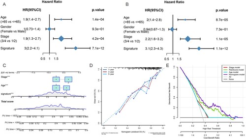 Figure 7. Construction of a nomogram of DLBCL patients. (A) Univariate Cox regression analysis presented as a forest plot that shows the correlations between the gender, age, clinical stage, risk factors, and OS of DLBCL patients. (B) Multivariate Cox regression analysis shows the correlation between the risk score, clinical parameters, and OS status. (C) Nomogram to predict the OS of patients. (D) The calibration curve showed that the nomogram could predict OS with high consistency with the actual OS. (E) DCA curves indicated that the nomogram had optimal clinical net benefits.