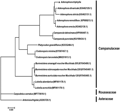 Figure 1. Phylogenetic tree of Adenophora triphylla with related taxa classification. The 68 protein-coding sequences in chloroplast genome were aligned. Bayesian inference (BI) tree constructed using the GTR + I + Γ model, and Markov Chain Monte Carlo (MCMC) chains were run for 10 million generations. All posterior probability value was 1.