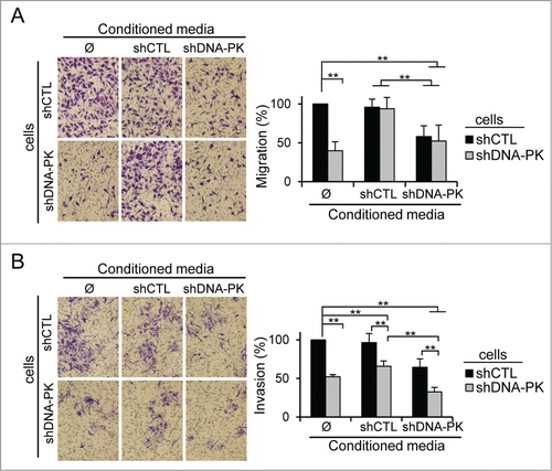 Figure 5. Inhibition of melanoma cell migration and invasion by conditioned media (CM) from DNA-PKcs-deficient melanoma cells. (A) Cell migration, assessed in a Transwell assay of SK28shCTL and SK28shDNA-PK cells with or without fold4- concentrated CM from either SK28shCTL or SK28shDNA-PK cells. Representative images of migratory cells in the indicated conditions are shown. The mean percentage migration ± SEM for each set of conditions, normalized with respect to control conditions (n=3 , each conducted in duplicate) is next to the images. (B) Cell invasion, assessed by Matrigel Transwell assays of SK28shCTL and SK28shDNA-PK cells with and without fold4- concentrated CM from either SK28shCTL or SK28shDNA-PK cells. Representative images of invasive cells in the indicated conditions are shown. The mean percentage invasion ± SEM for each set of conditions, normalized with respect to control conditions (n=3 , each conducted in duplicate) is shown below the images. The significance of differences was determined in Mann-Whitney tests. *P < 0.05, **P < 0.005.