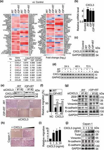 Figure 4. Increased expression of CXCL3 in resistant cells is associated with enhanced migration. a, RNA-seq analysis identified 124 differentially expressed genes in all of the resistant cells (upper panel) and the differentially expressed details of 8 chemokine genes (lower panel). b, qRT-PCR validated the differential expression of CXCL3 in the resistant sublines and the parental cells. Data were normalized and presented as the mean ± SD from three independent experiments. * p < .05, ** p < .01. c, Western blotting analysis of CXCL3 levels. d, Western blotting analysis of CXCL3 levels following 1 μM rabusertib, 1 μM olaparib or both treatments for 24, 48 and 72 h. e, Knockdown of CXCL3 with siRNA suppressed the migration of Capan-1/RT and Capan-1/OP+RT variants. Cells were transfected with siCXCL3 for 48 h, and then subjected to Western blotting (upper panel) or Transwell migration assays for 24 h (lower panel). Magnification: 10 × . f, Quantitative data from migration assays (e) are presented as the mean ± SD from three independent experiments. *** p < .001. g, Western blotting analysis of EMT-related protein after transfection with siCXCL3 for 48 h in Capan-1/RT and Capan-1/OP+RT variants. h-j, Exogenous CXCL3 stimulated the migration of parental Capan-1 cells and influenced the expression of EMT-related proteins. Cells were treated with CXCL3 (1, 5 and 10 ng/ml) for 24 h in serum-free medium, and then subjected to Transwell migration assays (h) or Western blotting (j). Quantification data (i) from migration assays are presented as the mean ± SD from three independent experiments. * p < .05.