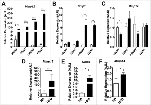 Figure 3. Mmp12 dynamically regulated in adipose tissue with short-term and long-term diet induced obesity. Analysis of (A) Mmp12, (B) Timp1, and (C) Mmp14 gene expression in major fat pad depots (mWAT=mesenteric, rWAT=perirenal) from lean (ND) and obese (HFD) mice after 4 weeks (n=4). (D, E, G) eWAT gene expression analysis for (D) Mmp12, (E) Timp1, and (F) Mmp14 from animals on ND or HFD for 16 weeks. (mean ± SEM; n=4-6 per group, *P < 0.05, **< 0.01***0.001, ****0.0001).