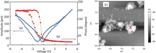 Figure 7. DART-PFM curves of BT/CT NCs synthesized at 250°C for 24 h (average of 10 times repetition). (a) Amplitude vs. voltage and (b) phase vs. voltage with DC bias. (c) Topography of BT/CT NC aggregations. A mark (X) showed the measurement point of (a) and (b)