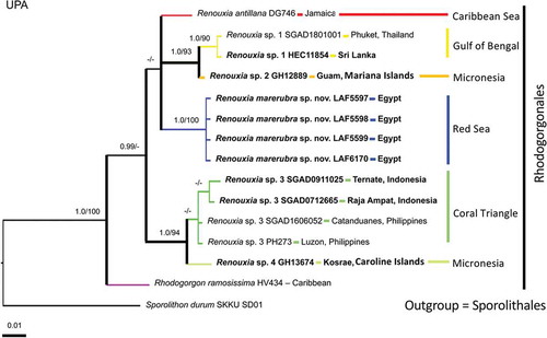 Fig. 9. Phylogenetic reconstruction of Renouxia based on Bayesian inference analysis of UPA sequences. Bayesian inference posterior probabilities (PP) and Maximum likelihood bootstrap (BS) presented as ‘PP/BS’ near branches ('-' indicates PP below 0.95 and BS below 80). Scale bar indicates number of substitutions per site. New Renouxia spp. records are indicated in bold (Red Sea, Sri Lanka, Indonesia, Guam and Kosrae). The additional ingroup taxon is a member of the Rhodogorgonales and the outgroup taxon is a member of the Sporolithales.