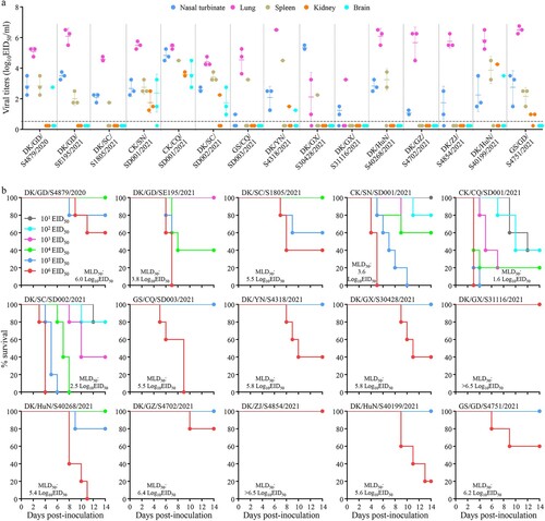 Figure 5. Replication and virulence of H5N6 viruses in mice. (a) Virus titers in organs of mice inoculated intranasally with 106 EID50 of different H5N6 viruses. Three mice from each group were euthanized and their organs were collected on day 3 post-inoculation for virus titration in eggs. Data shown are means ± standard deviations. The dashed lines indicate the lower limit of detection. (b) The death pattern and MLD50 of the indicated viruses.
