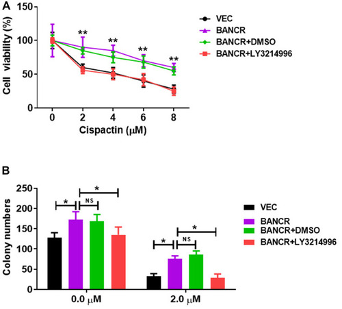 Figure 4 BANCR overexpression induced GC cell resistance to cisplatin via ERK pathway. (A) The increased cell viability of BANCR-overexpression AGS cells treated with cisplatin was abolished by LY3214996. (B) BANCR-overexpression increased the colony numbers of AGS cells treated with cisplatin, while LY3214996 treatment abolished the effect. Data are represented as the means ± SD. *P<0.05, and **P<0.01 were considered as significant difference.