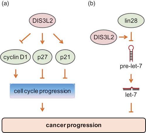 Figure 2. Function of DIS3L2 during cancer progression. (a) DIS3L2 suppresses the expression of cyclin D1 but enhances the expression of p27 and p21, therefore promoting the cell cycle progression and functioning as an inhibitor during cancer progression. (b) DIS3L2 promotes lin28-mediated suppression of pre-let-7, results in reduced let-7 biogenesis, and facilitates cancer progression.