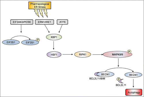 Figure 9. Induction of autophagy by RIPK1 in melanoma cells upon pharmacological ER stress was due to activation of BECN1 as a result of its disassociation from BCL2L11. A schematic illustration of the proposed pharmacological ER stress-XBP1-HSF1-RIPK1-MAPK8/9-autophagy pathway.