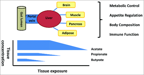 Figure 1. The gut lumen is the major site of production but the concentration gradient falls from the lumen to the periphery with selective uptake of butyrate at the epithelium, propionate at the liver and acetate in the periphery. The significance for host physiology of this biological gradient is poorly understood.