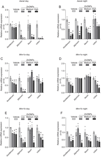 Figure 5 Effects of exposure to ZnONPs on synthetic enzymes and membrane receptors of melatonin in adult mouse. (A and B) The mRNA expression of Aanat in duodenum, jejunum, ileum and colon treated with ZnONPs during the day and night. (C–F) Effects of ZnONPs on the Mt1 (Mtnr1a) and Mt2 (Mtnr1b) mRNA expressions in the duodenum, jejunum, ileum and colon tissues during the day and night. Data were expressed as mean ± S.E.M. Statistical analyses were calculated by using one-way ANOVA or Kruskal-Wallis test. *P<0.05, significant differences compared with vehicle group (n=3).