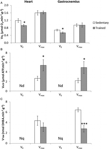 Figure 1. Effect of training on (A) oxygen consumption VO2, (B) ATP production VATP, and (C) •OH production V•OH rates in permeabilized heart and gastrocnemius muscle fibers. VO2 and VATP were measured in the absence (V0) and in the presence (Vmax) of ADP and V•OH was measured only in the presence of ADP. Nd = not detected and Nq = not quantified. Values are means ± SEM, *P < 0.05 and ***P < 0.001 relative to sedentary rats, N = 8.